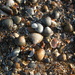 Shells  by pyrrhula