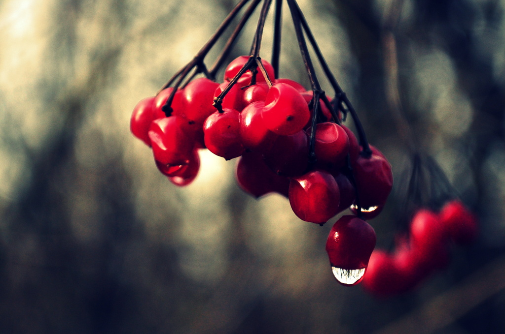 Red Berries by andycoleborn