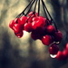 Red Berries by andycoleborn