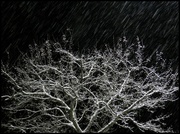 18th Jan 2014 - Snowstorm Tonight