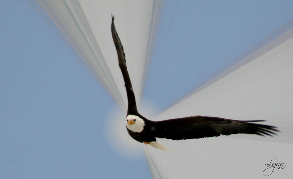 Eagle by lynnz