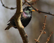 18th Jan 2014 - European Starling