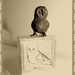 Bodleian Owl by allie912