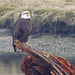 Juvenile bald eagle by kathyo