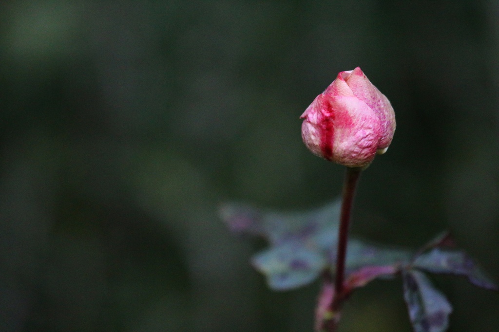 Single Bud by kimmer50