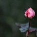 Single Bud by kimmer50