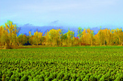 18th Jan 2014 - Sprout Field