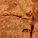 Brownies Closeup 1-18 by sfeldphotos