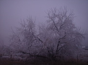 18th Jan 2014 - frosty tree