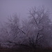 frosty tree by clemm17