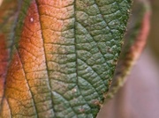 17th Jan 2014 - Viburnum leaf