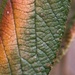 Viburnum leaf by khrunner
