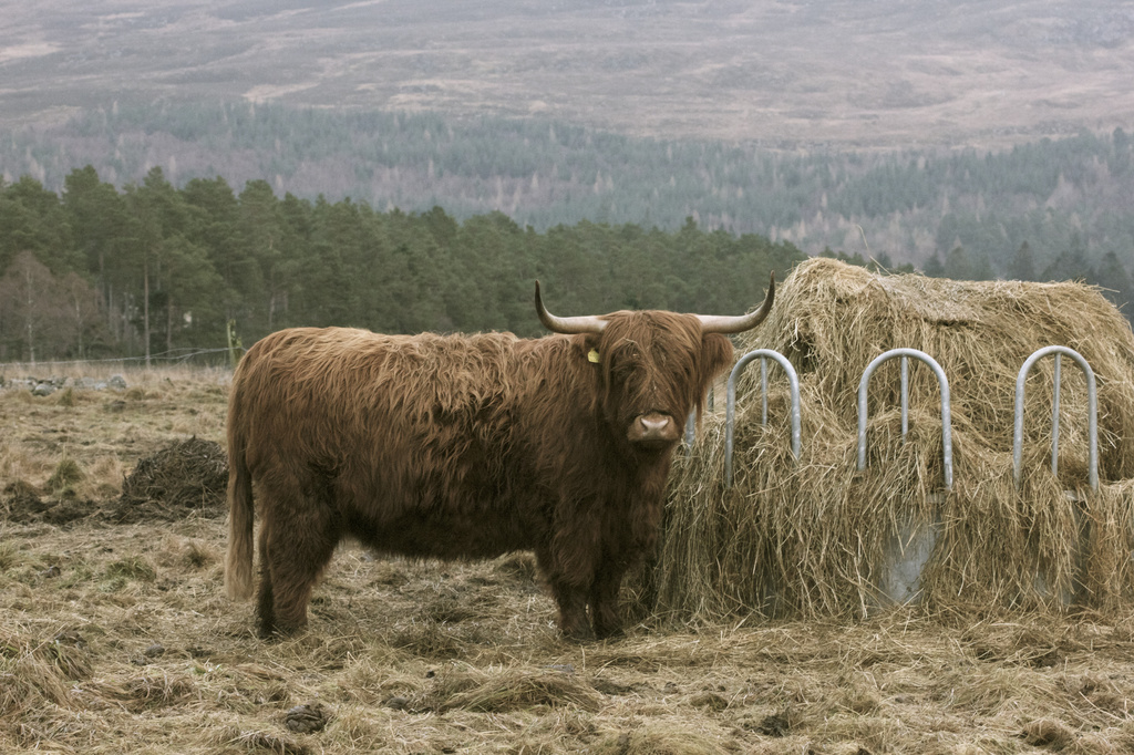 Highlan' Coo by jamibann