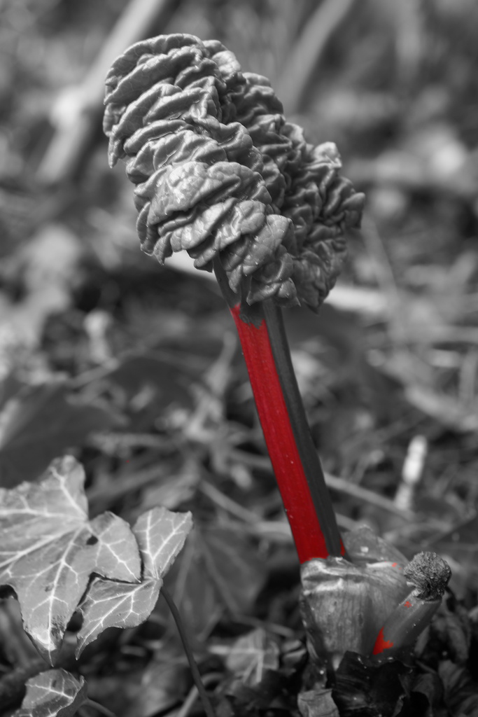 RED IS FOR RHUBARB by markp