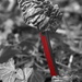 RED IS FOR RHUBARB by markp