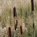 Bullrushes by pcoulson