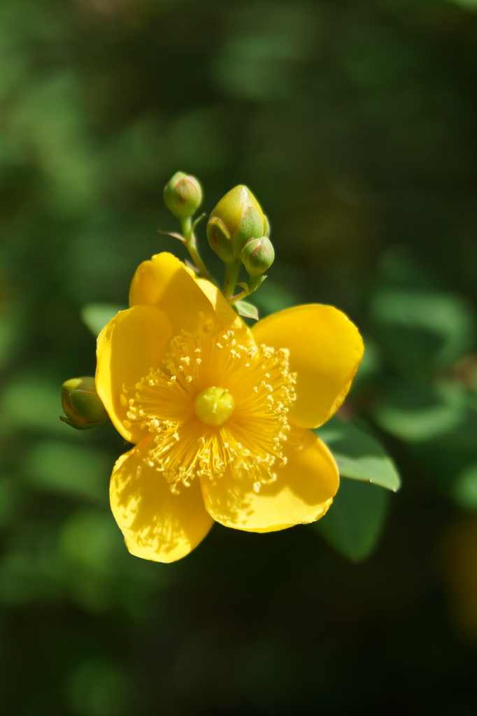 Yellow Flower ? by pcoulson
