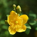 Yellow Flower ? by pcoulson