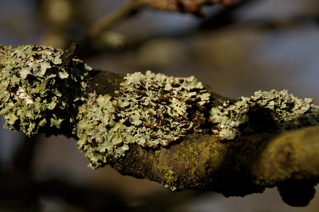 Lichen by nicolaeastwood