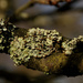 Lichen by nicolaeastwood