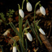 Snowdrops by nicolaeastwood
