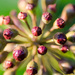 Ivy berries - 19-01 by barrowlane
