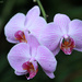 Phalaenopsis ‘Brandy Parfait’ by rhoing