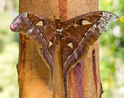 20th Jan 2014 - Hercules moth