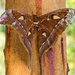 Hercules moth by bella_ss