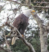 19th Jan 2014 - Calling eagle