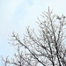 Snowball tree! by homeschoolmom