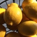 Sunlit lemons by rosiekerr