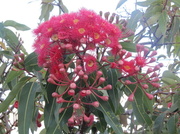 19th Jan 2014 - Aussie Swamp Gum