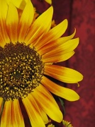 19th Sep 2010 - Sunflower