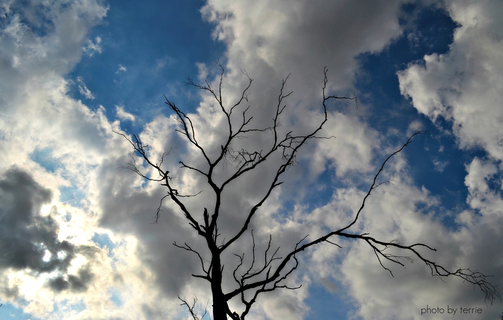 Dead trees & Summer clouds by teodw