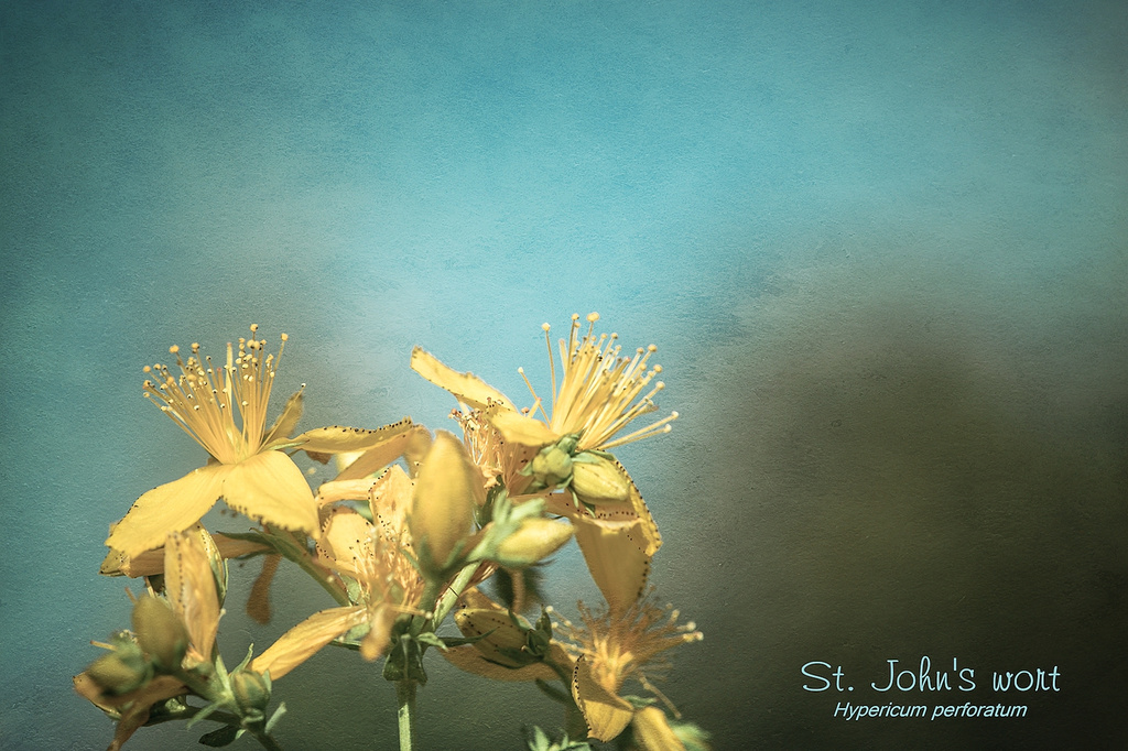 St. John's wort by ltodd