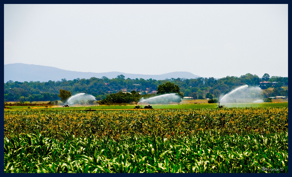 Corn Sprinklers and Mountains by annied