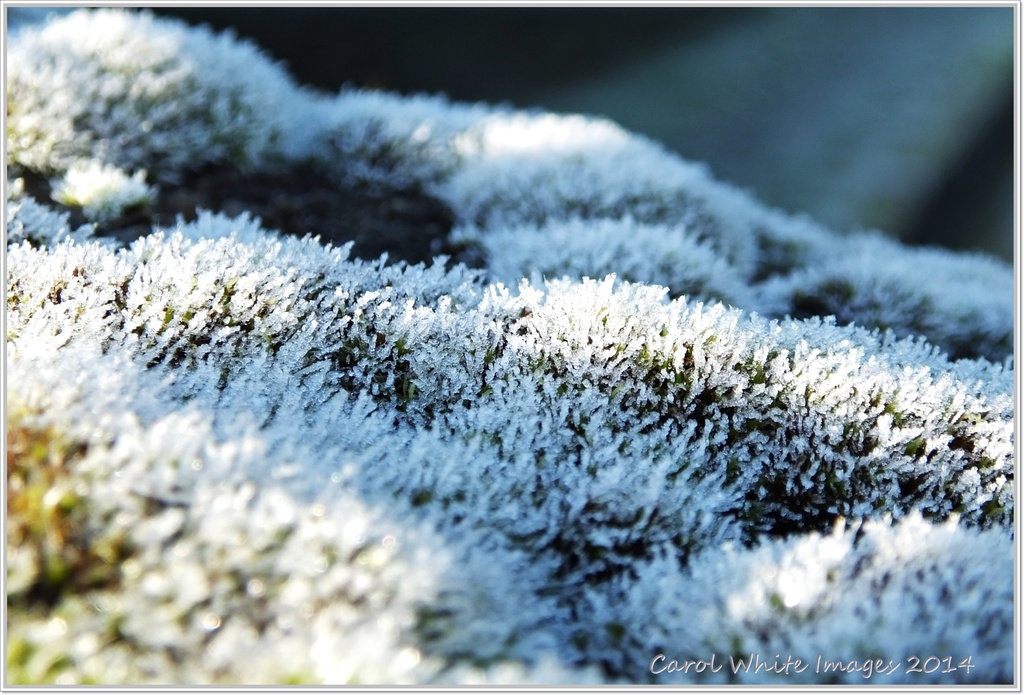Frosted Lichen by carolmw