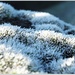 Frosted Lichen by carolmw