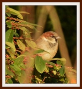 20th Jan 2014 - Next door's sparrow