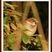 Next door's sparrow by rosiekind