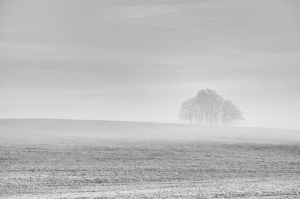 Longhill Plantation, New Covert, freezing fog ~ 1 by seanoneill