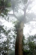 21st Jan 2014 - Rainforest in the mist
