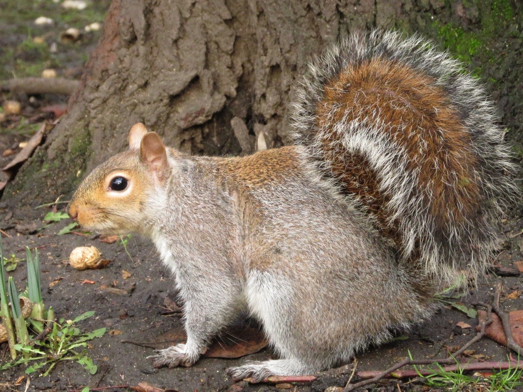 squirrel by shannejw