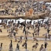 Gaggle of Geese by lynnz