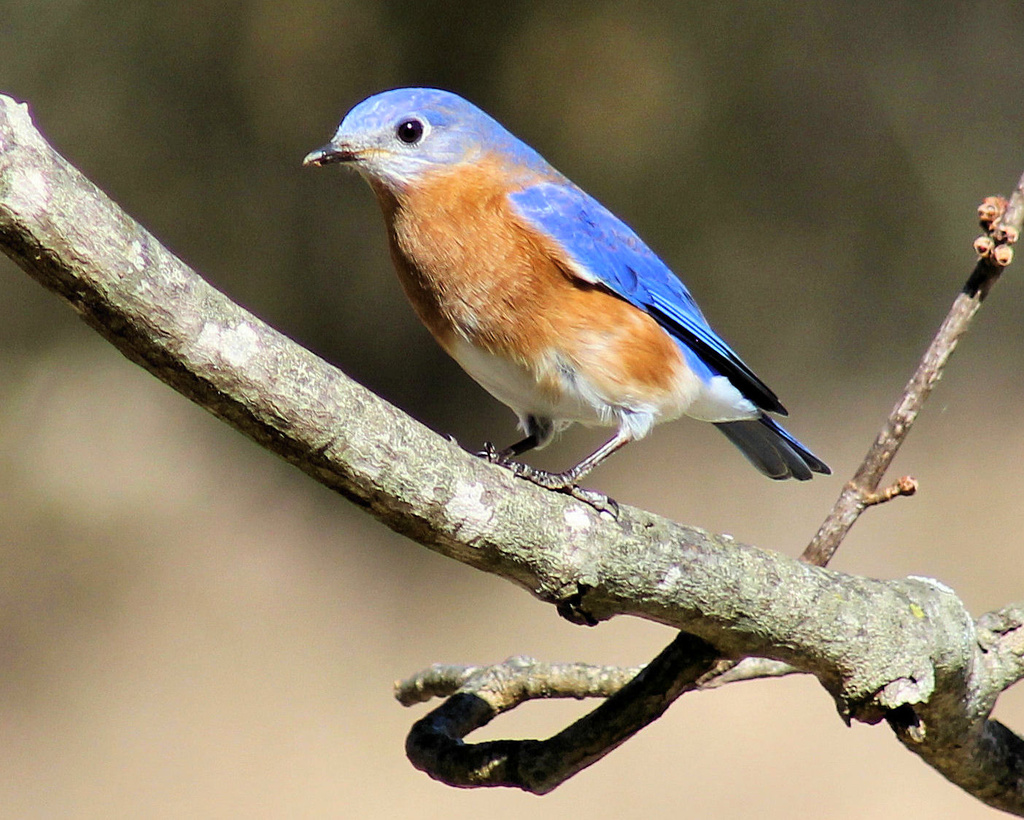 Bluebirds make me smile by cjwhite