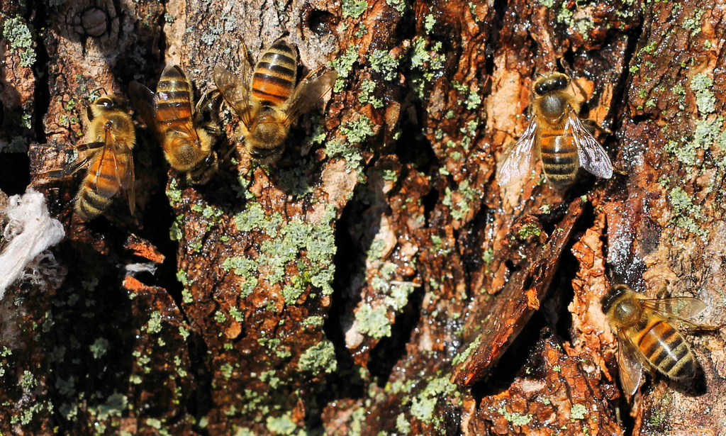 Honeybees in January by cjwhite