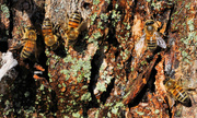 20th Jan 2014 - Honeybees in January