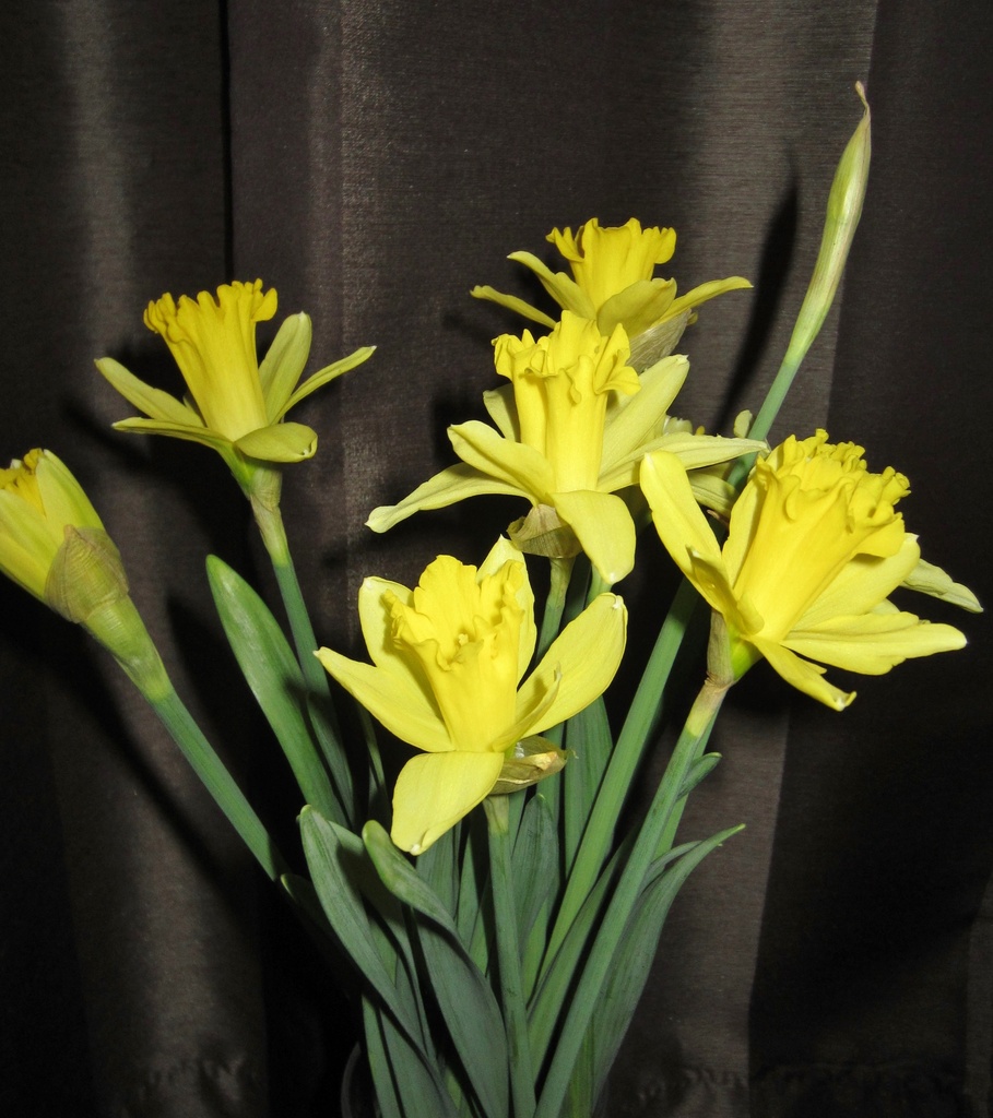 Daffodils..... by anne2013