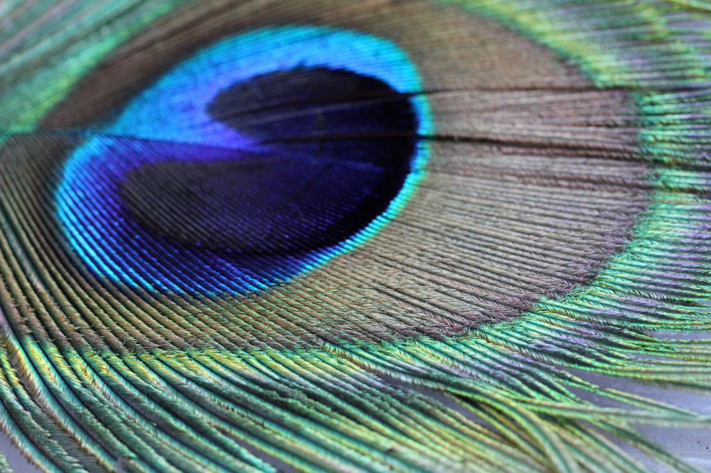 Peacock Feather by whiteswan